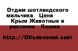 Отдам шотландского мальчика › Цена ­ 100 - Крым Животные и растения » Кошки   